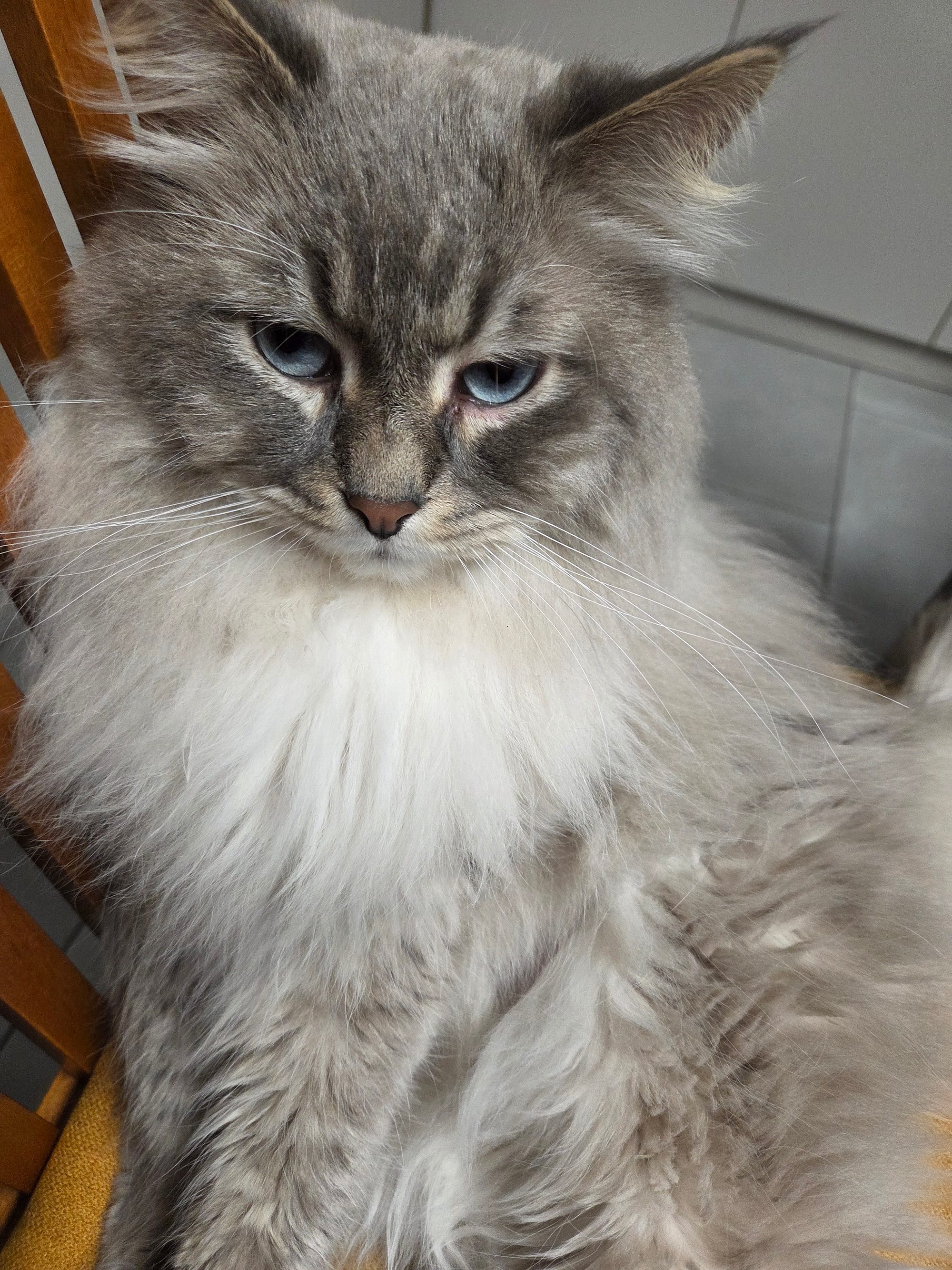 Calvin, Neva Masquerade blue tabby point