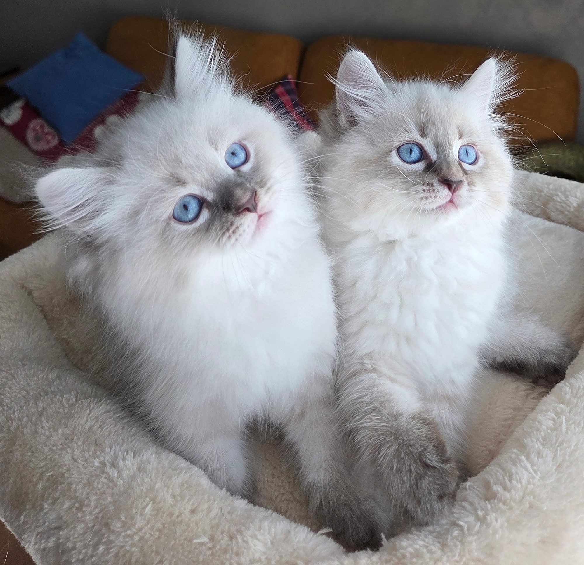 Due cuccioli Neva Masquerade dagli occhi azzurri nella cuccia