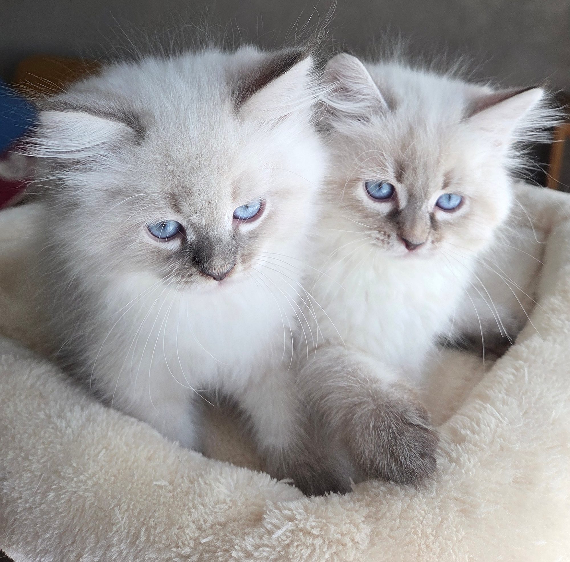 Due cuccioli Neva Masquerade dagli occhi azzurri nella cuccia