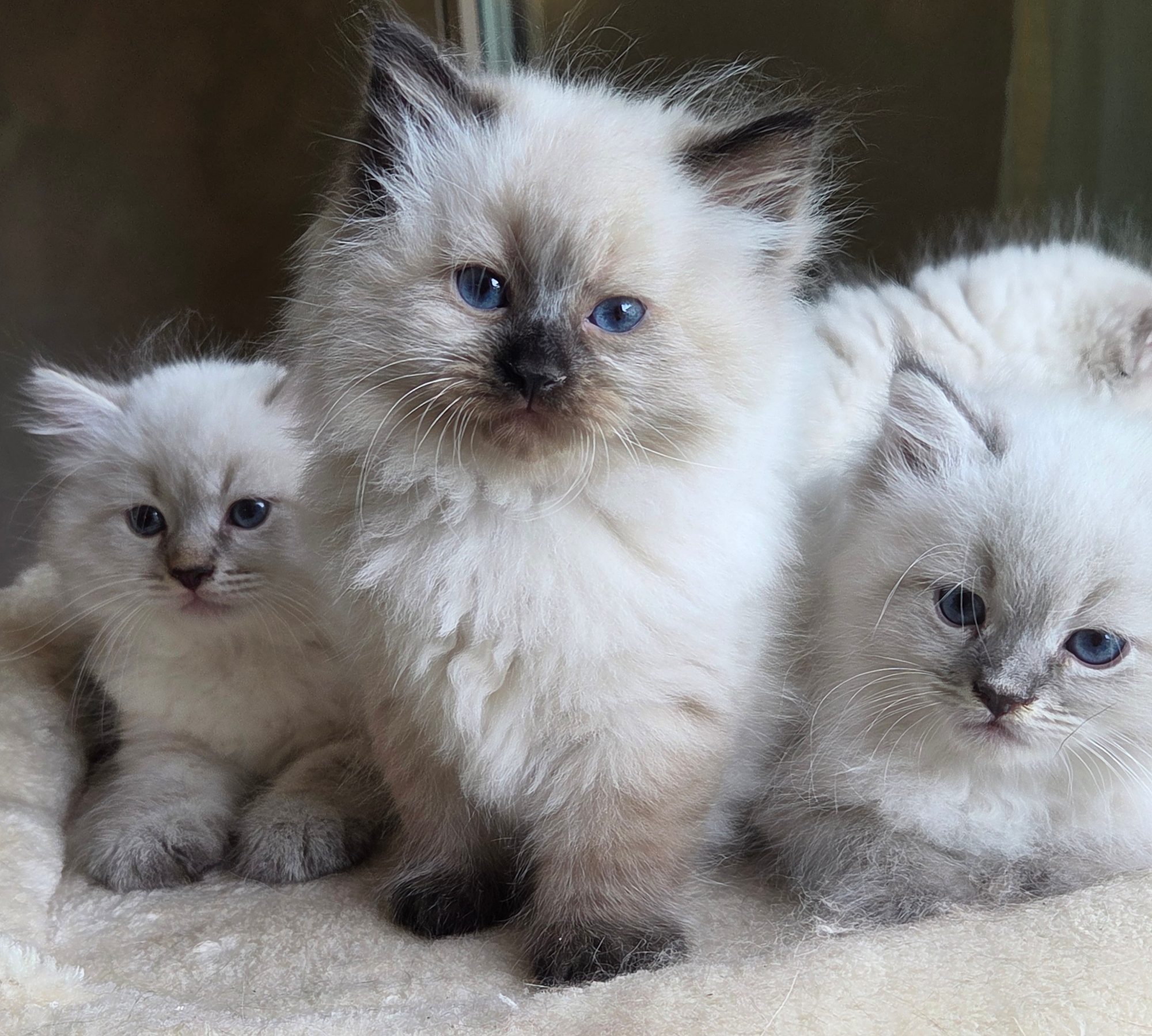 Tre cuccioli Neva Masquerade dagli occhi azzurri nella cuccia