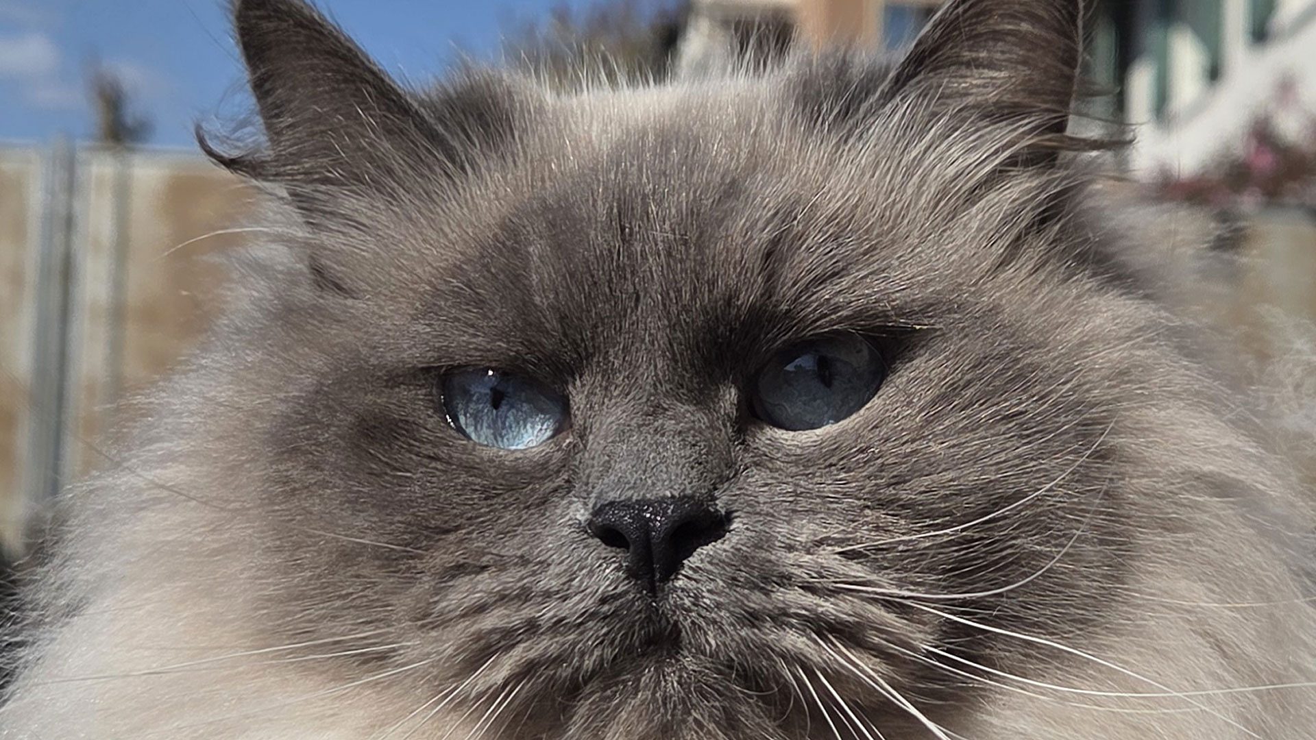 Emy, Neva Masquerade blue point dagli occhi azzurri