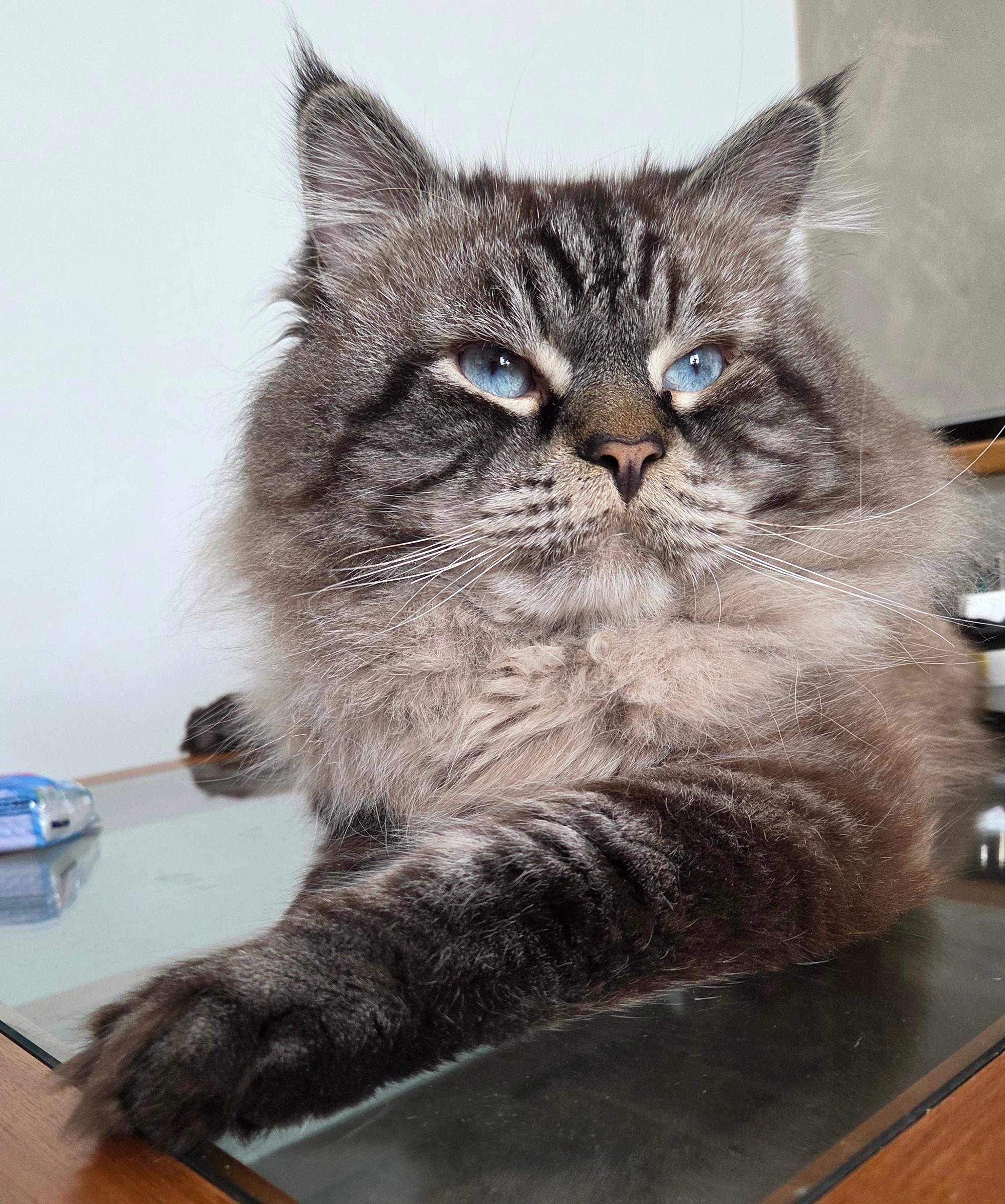 Ernesto, Neva Masquerade seal tabby point