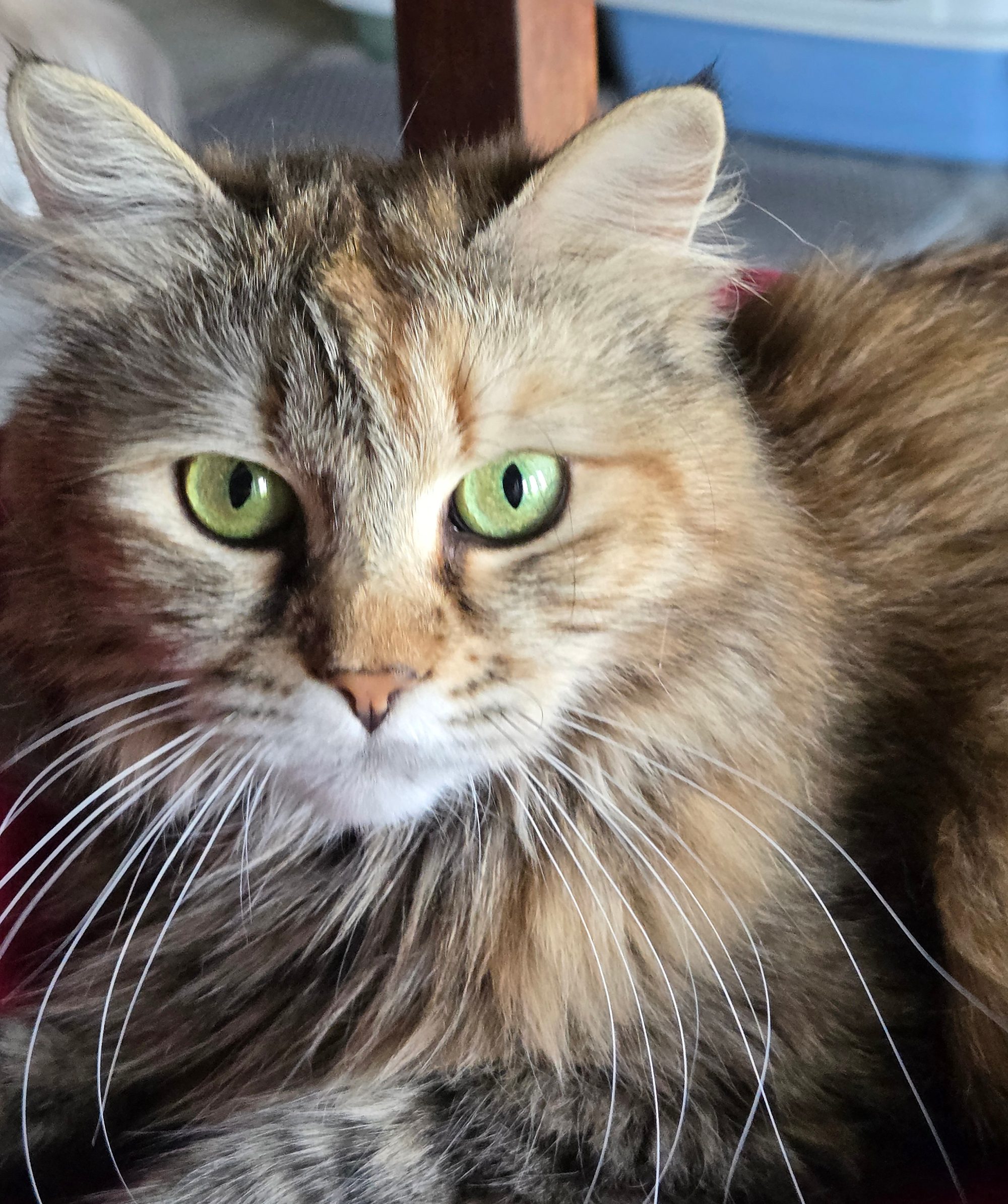 Lorena, Siberiano tradizionale black tortie tabby spotted