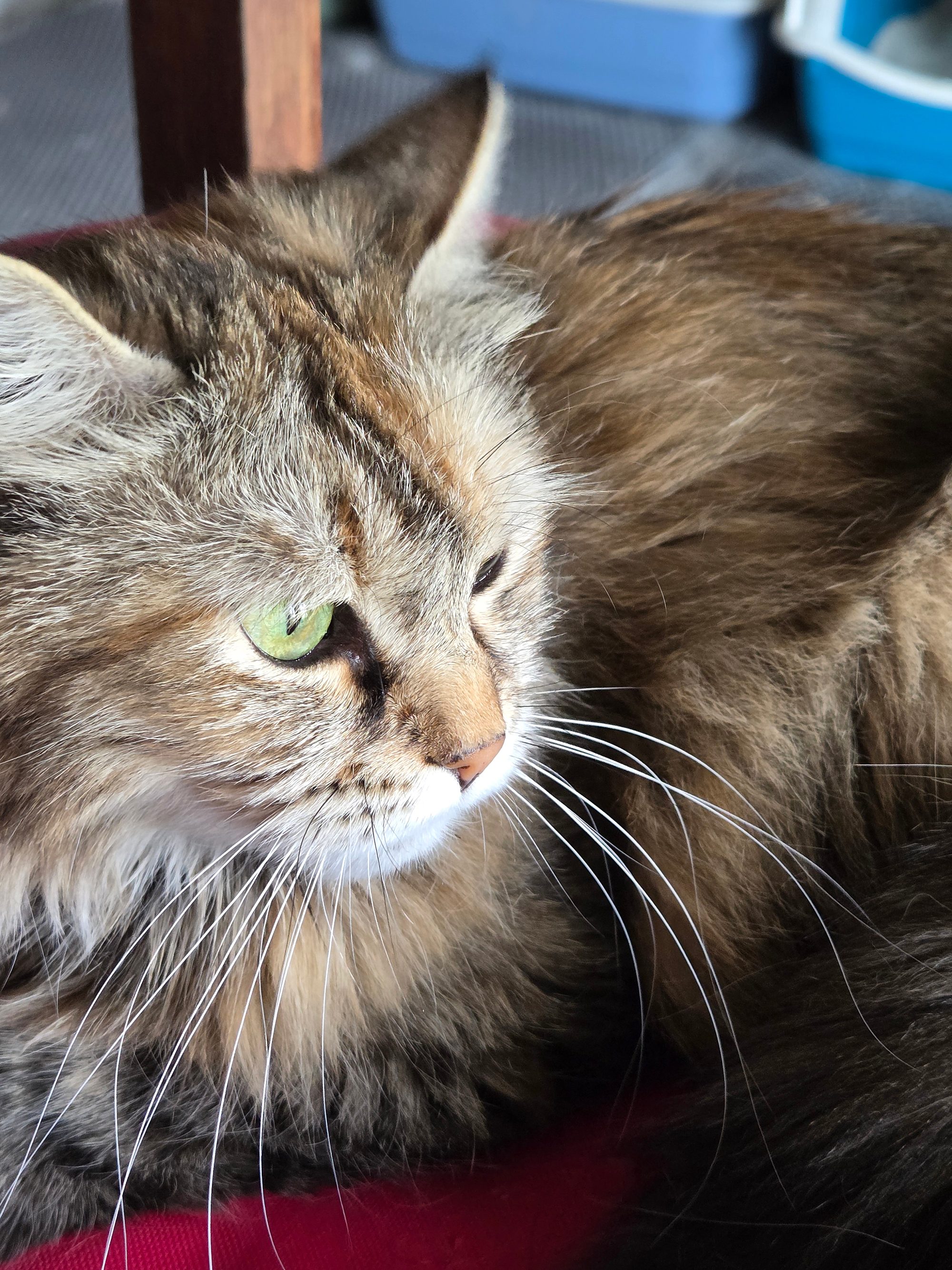 Lorena, Siberiana tradizionale black tortie tabby, guarda di lato